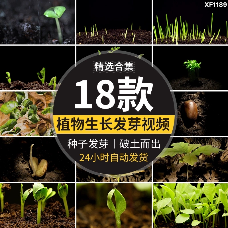 种子发芽植物快速生长延时绿色幼苗嫩苗从土壤破土而出短视频素材-天天资源共享